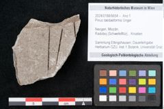 Foto (Objekt + Etikett) von Pinus taedaeformis Unger (NHMW-GEO-2024-0188-6654)